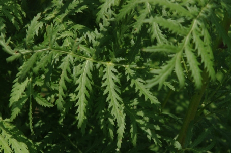 The leaves of the tansy plants